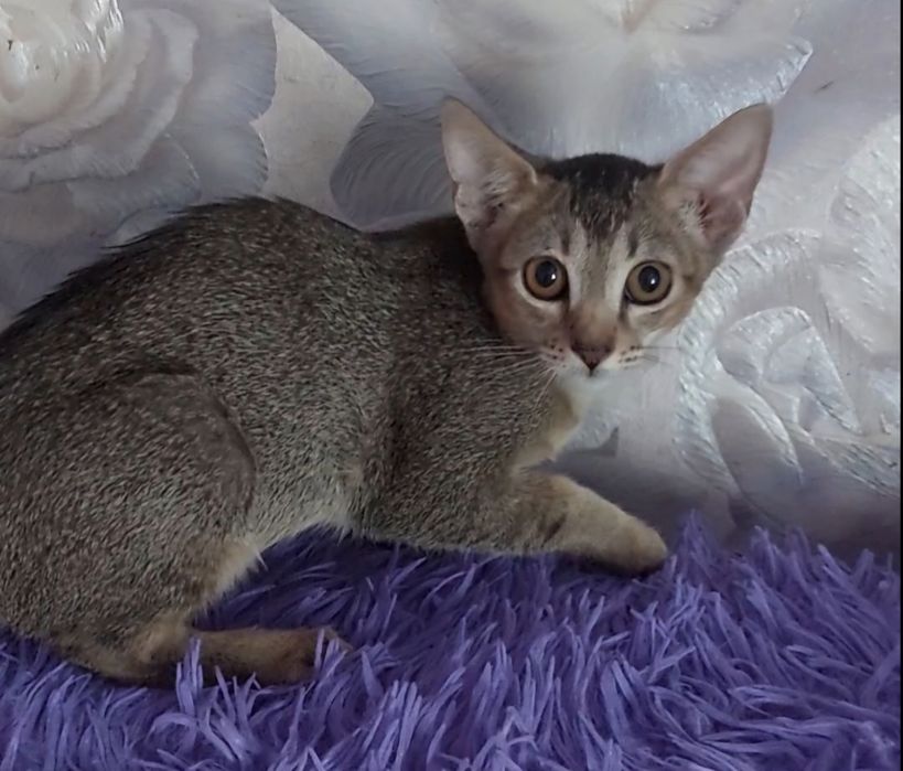 Котята породы абисинская не дорого