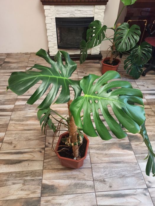 Монстера делікатесна