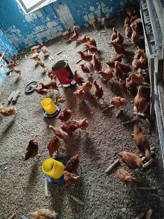 Кури ред бро м'ясо яїчні