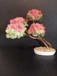 Drzewko bonsai kwitnące. Mech Chrobotek. Dekoracje wnętrz. Prezent.