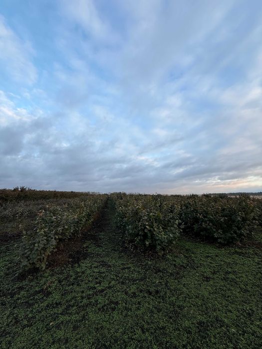 Продам дворічні саджанці фундука Істрійський довгий (Istarski dugi)