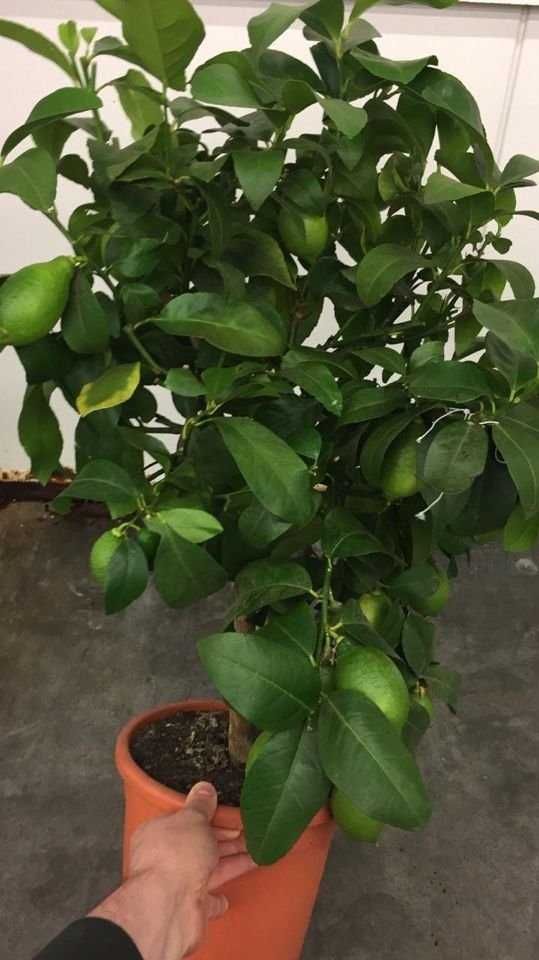 Лимонное дерево цитрус декор растения кухня прованс