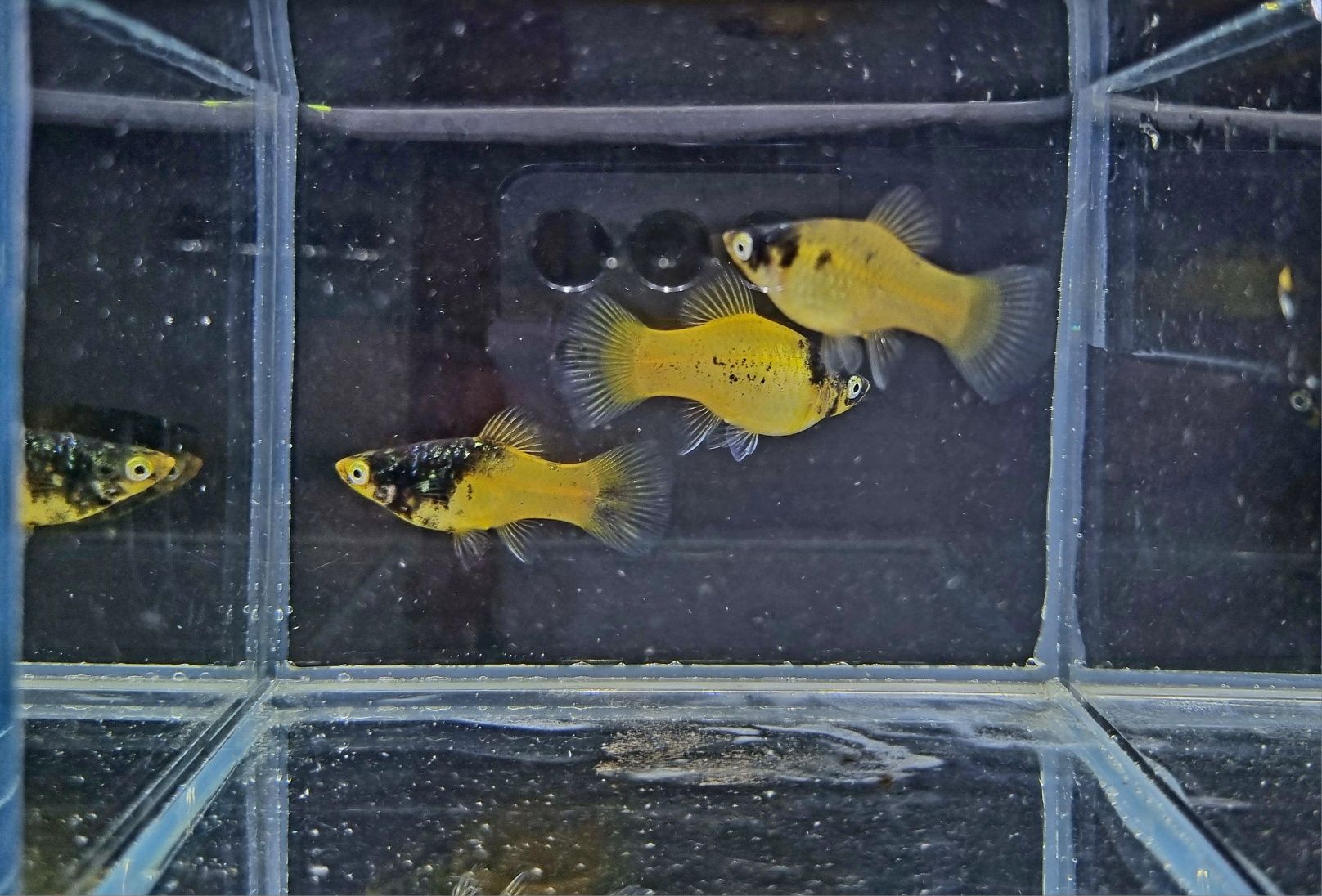 Platka zmieniak plamisty odmiana buble bee
