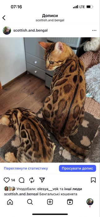 Бенгальські кошенята,бенгал