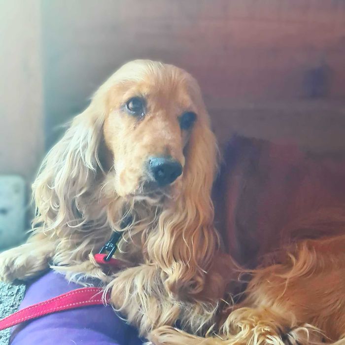 Cocker spaniel angielski złoty