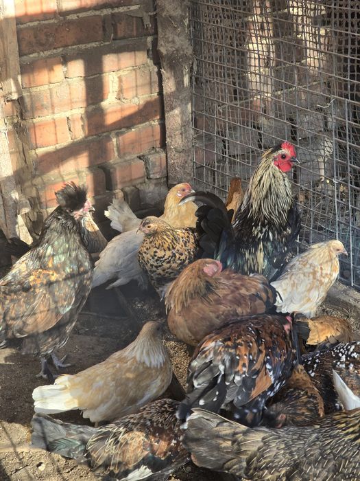 Kury karzełki łapciate