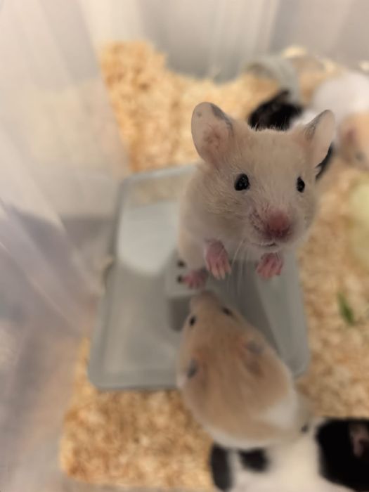 Chomiki syryjskie