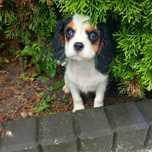 Cavalier King Charles Spaniel piesek