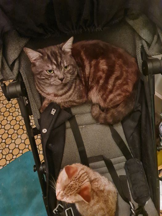 Macho menino lindo com 1 ano e meip