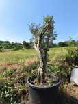 Oliveiras para jardim