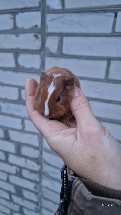 Морські свинки. Кому морську свинку?