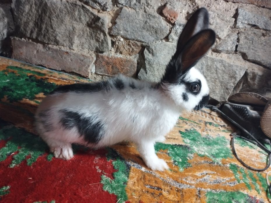 Młode termondy Kalifornię nowzelandy czysto rasowe