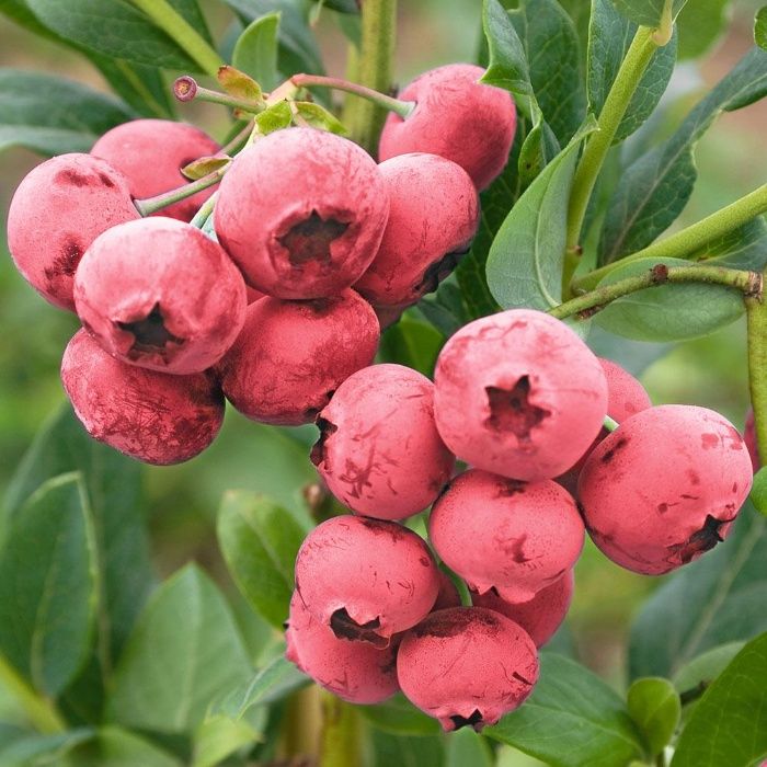 Planta MIRTILO VERMELHO - Mais doce - Em produção