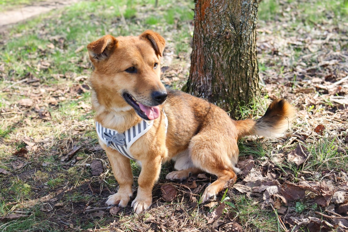 Śliczny Zenuś 3 latka malu psiak do adopcji