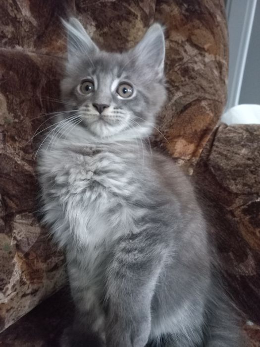 Kocurek Maine Coon