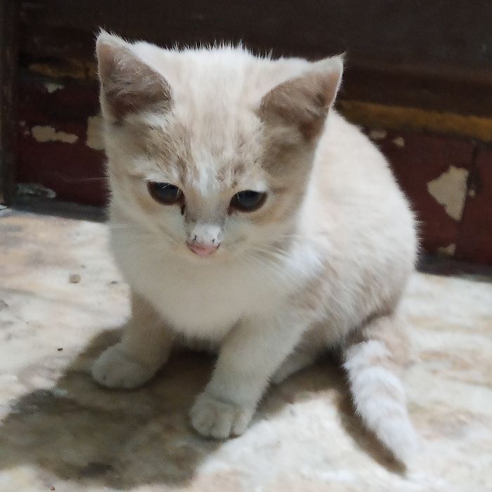 Кошенята шукають люблячих господарів
