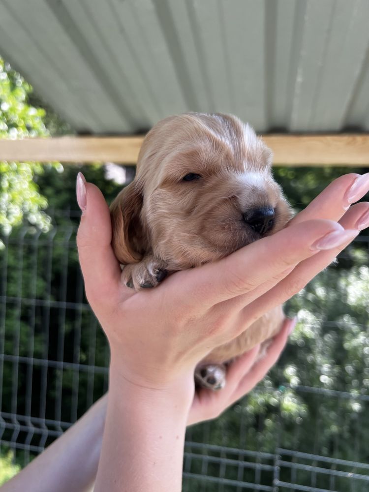 Piesek Cocker Spaniel angielski czekoladowy