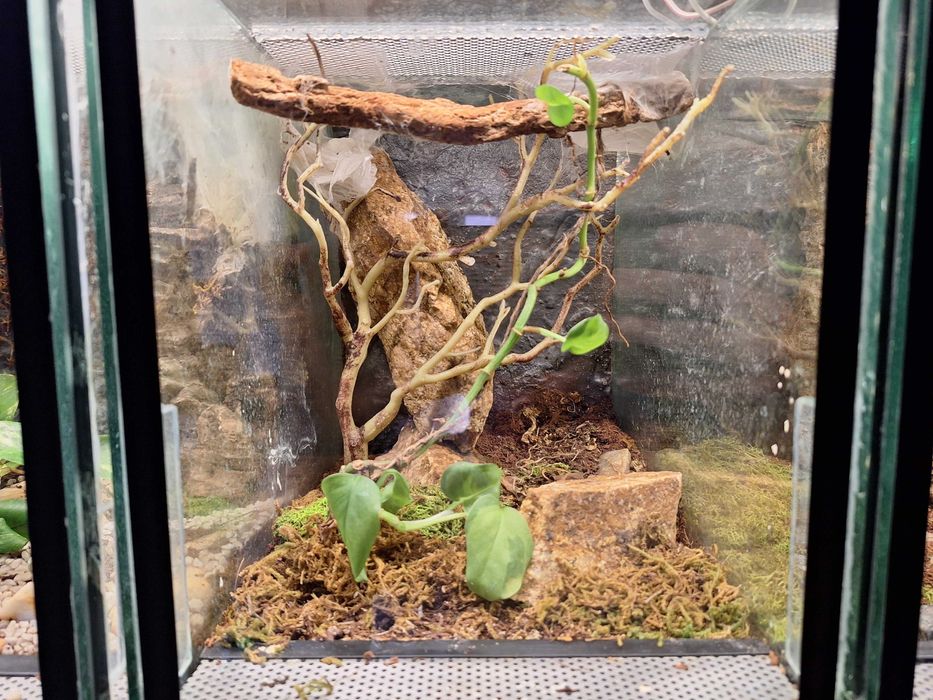 Terrarium szklane dla pająków, gadów / podana cena za 1szt