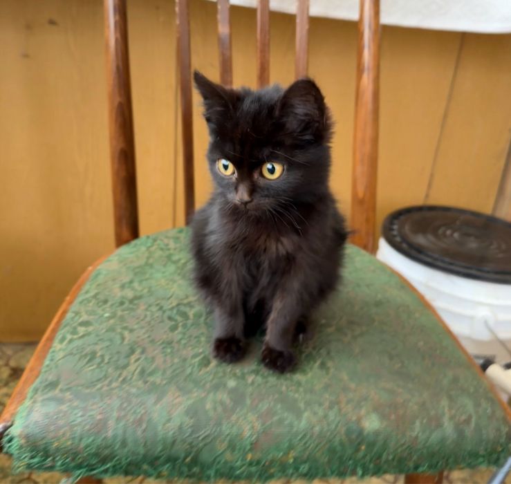 Кошеня в добрі руки