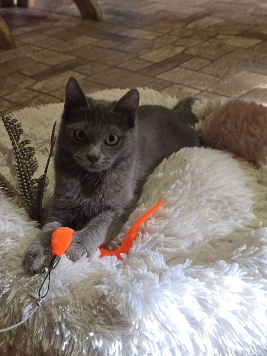 Котенок -девочка  метиска русской голубой ищет семью