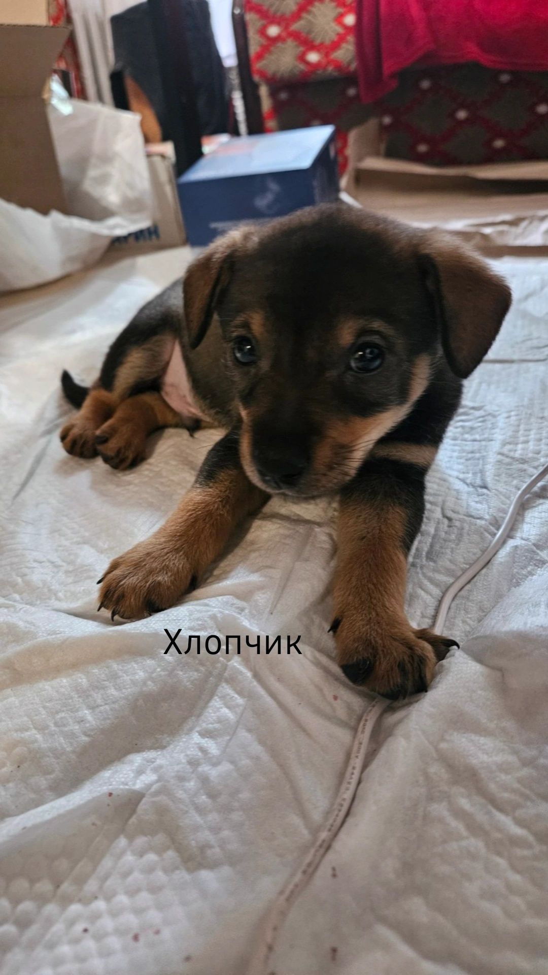 Цуценята в добрі руки
