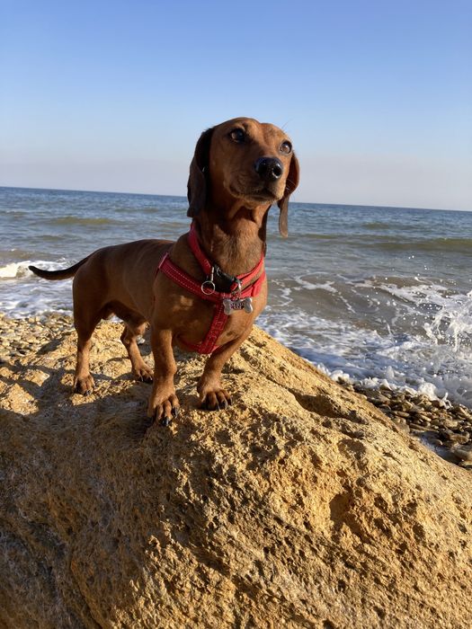 Руденький песик ,чекає милу таксочку