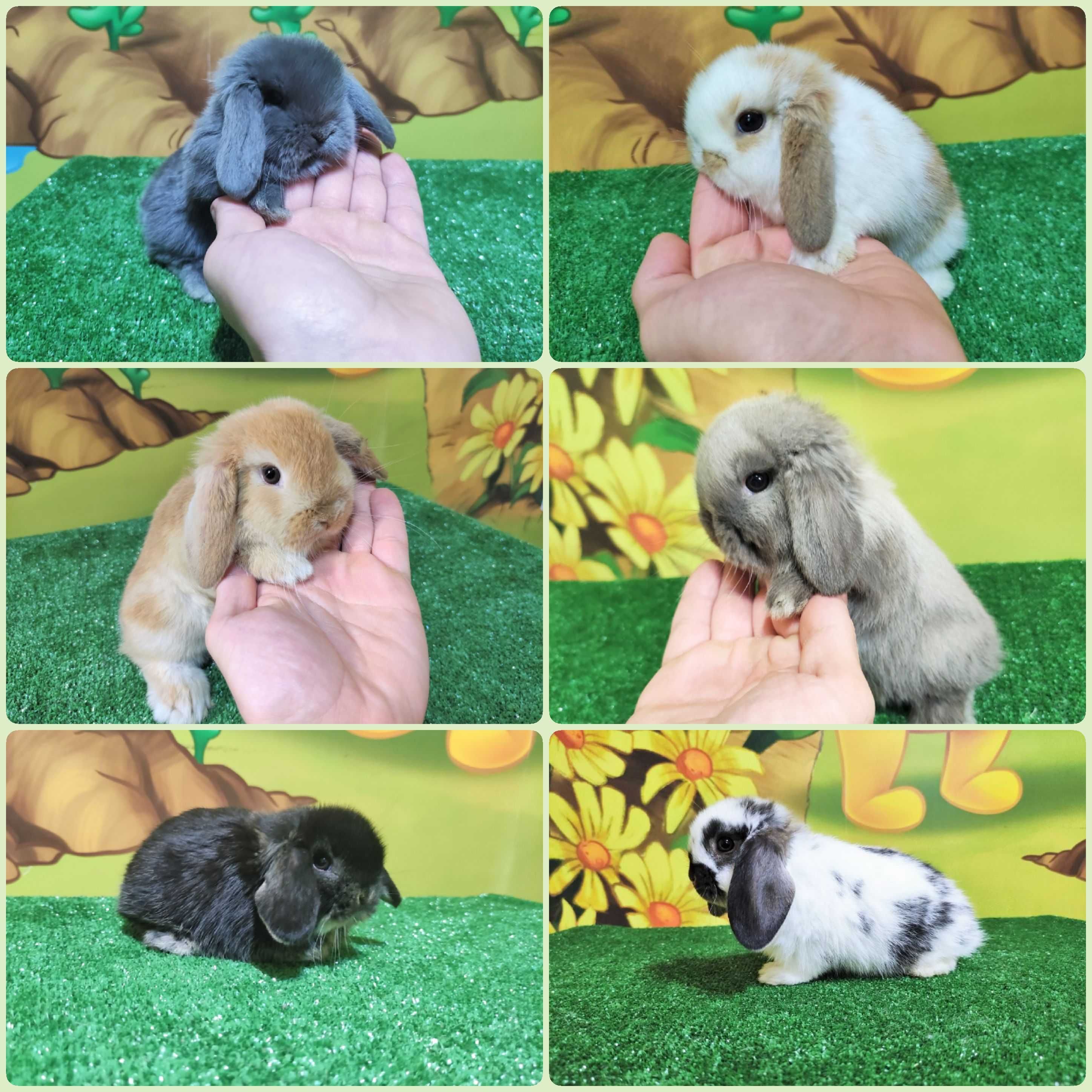 PIĘKNY Mini Lop rudy królik baranek miniaturka  teddy madagaskar