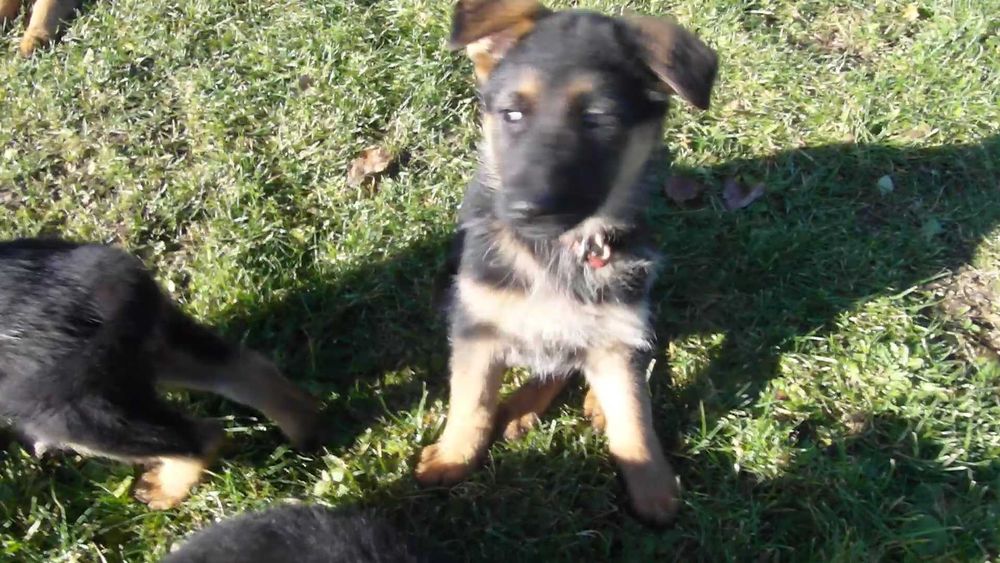 Owczarek Niemiecki Krótkowłosy FCI SZCZENIAK czarny podpalany piesek