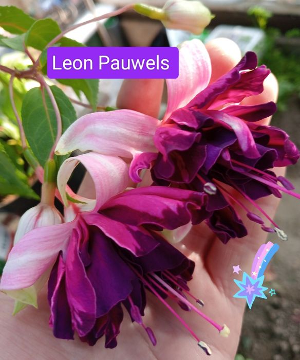 Фуксія вкорінені живці