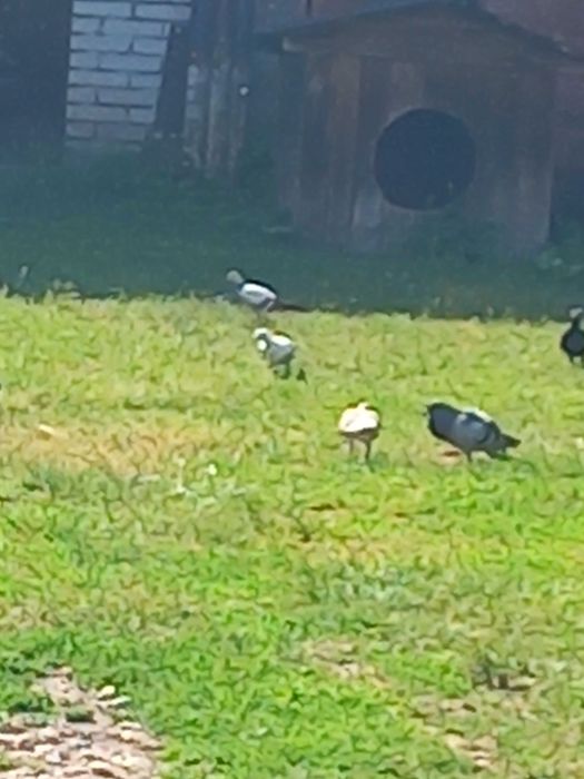 Gołębie za grosze..