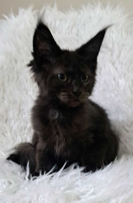Gotowy do odbioru kocurek Maine Coon