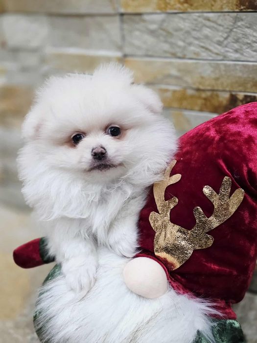 Spitz  Macho  pequenino