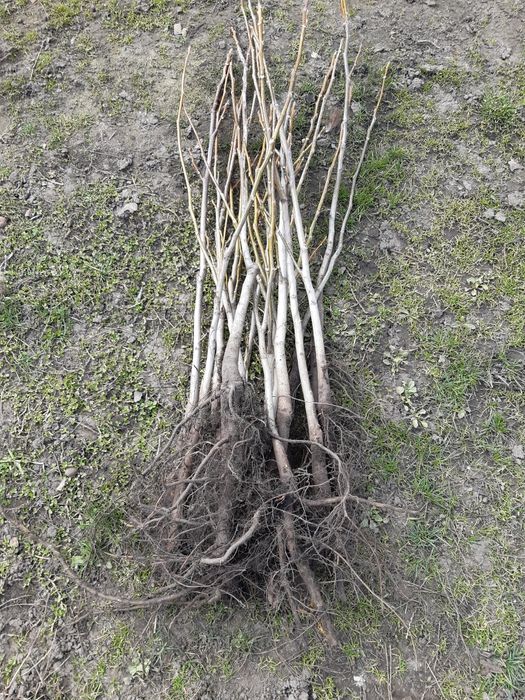 Саджанці сортових горіхів "Ідеал", "Кочерженко" та фундука.