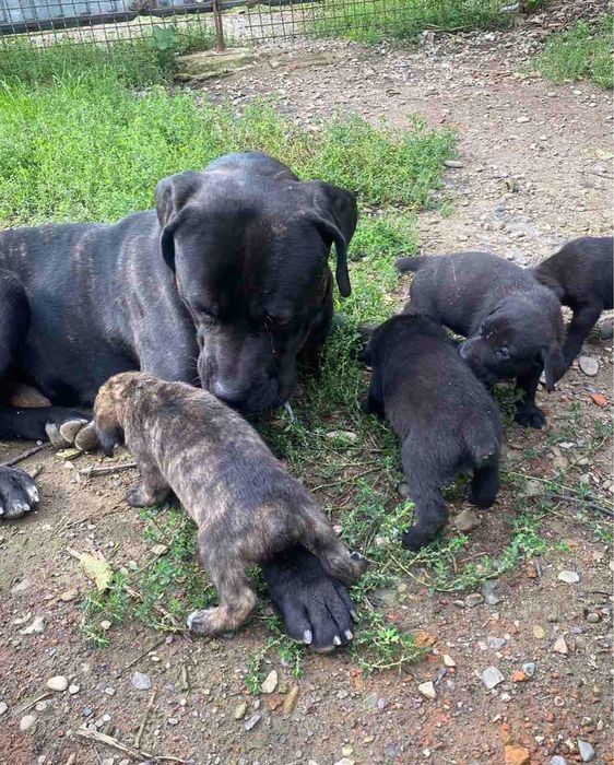 Кане- Корсо для в’язки