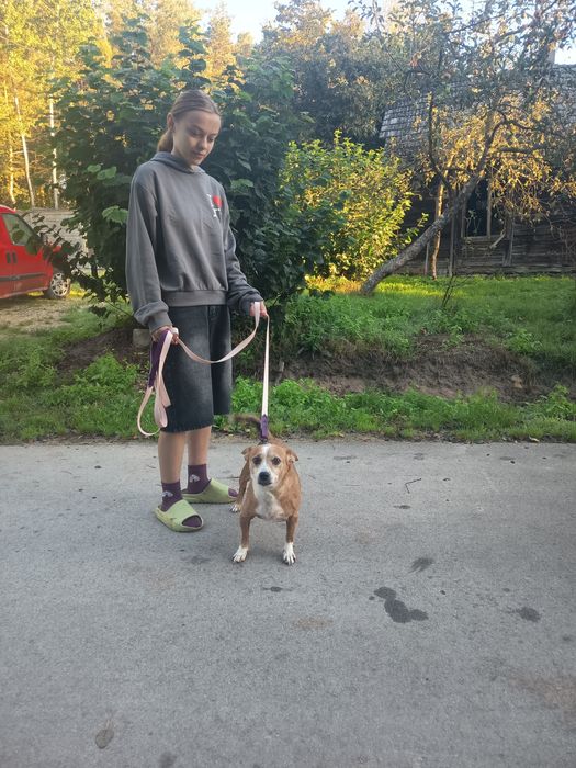 4 letni, 25 kg , przyjazny Pong adopcja za darmo oddam