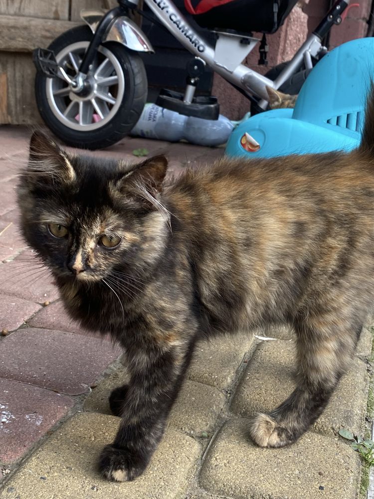 Котики + 100 грн + корм і молоко