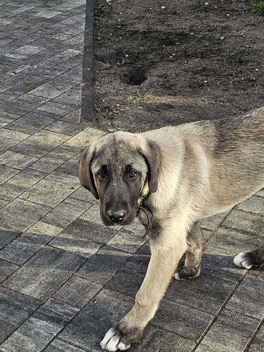 Kangal chlopiec FCI