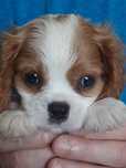 Cavalier King Charles spaniel pies