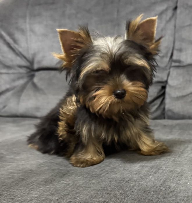 Мини малыши Йорки