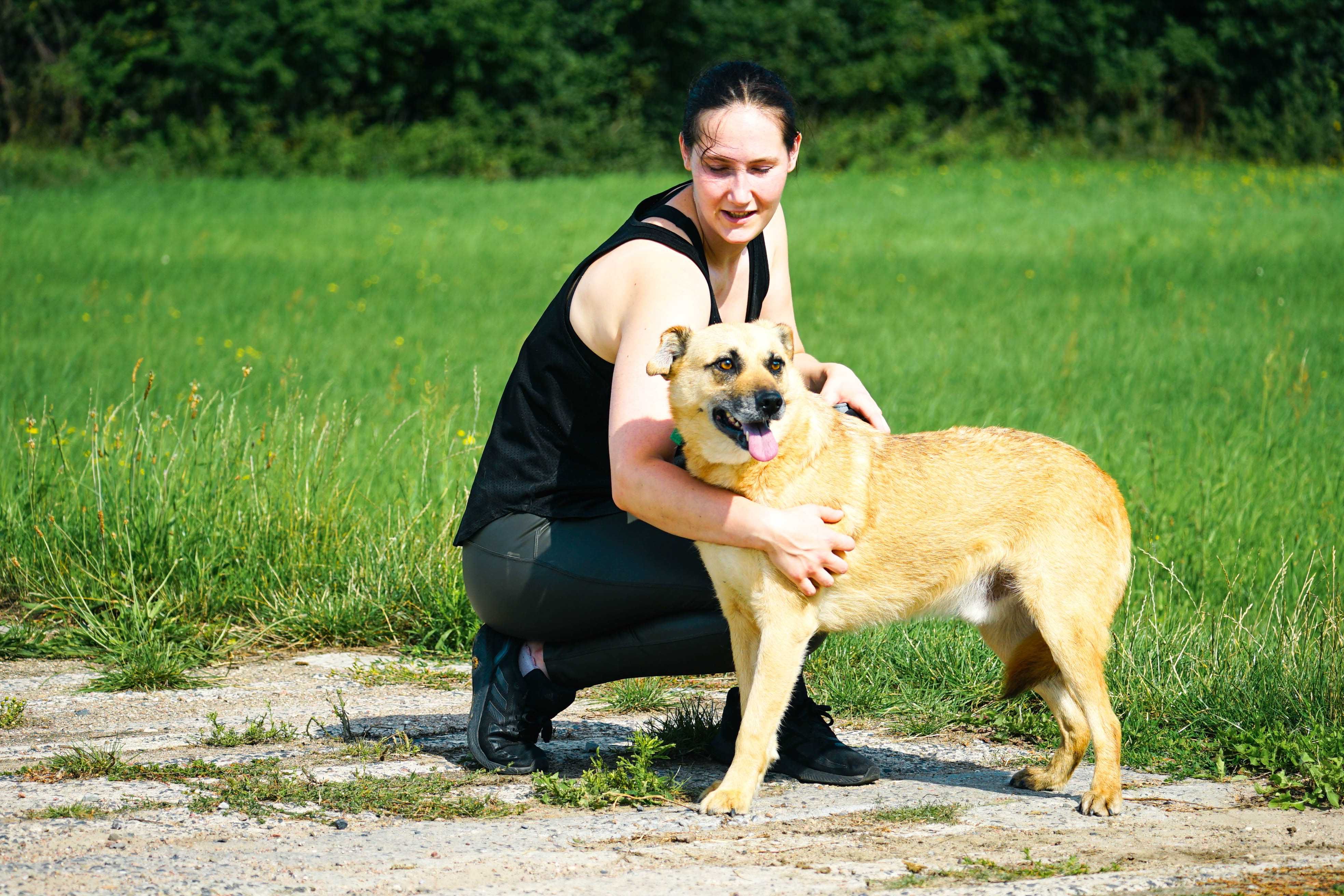 ZEFIR - śliczny, łagodny piesek w typie labradora