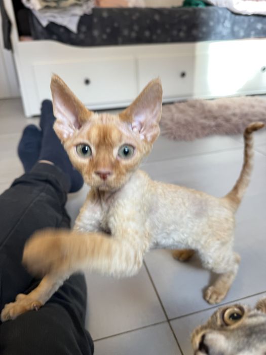 Piękny Kocurek Devo Rex!!!