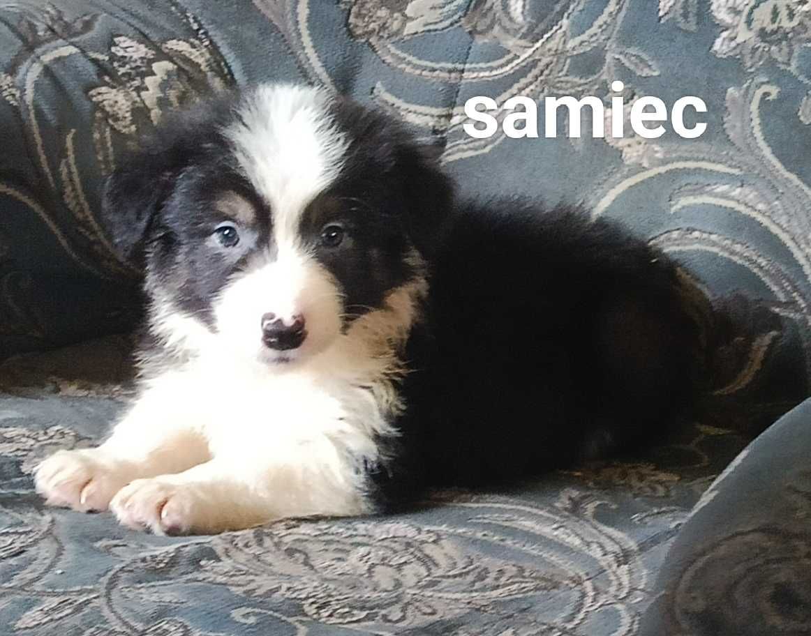 Samiec border collie