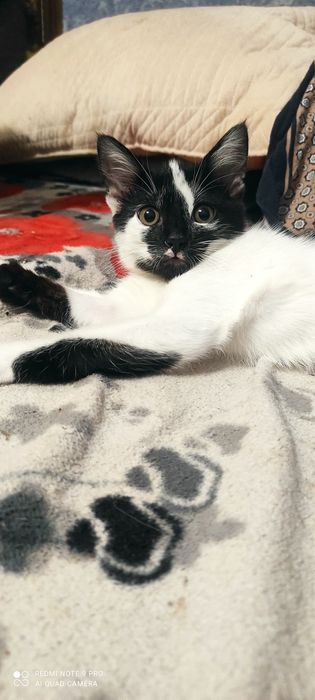 Котёнок девочка .