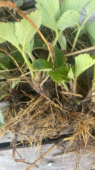 Sadzonki truskawek późnej i powtarzajacej