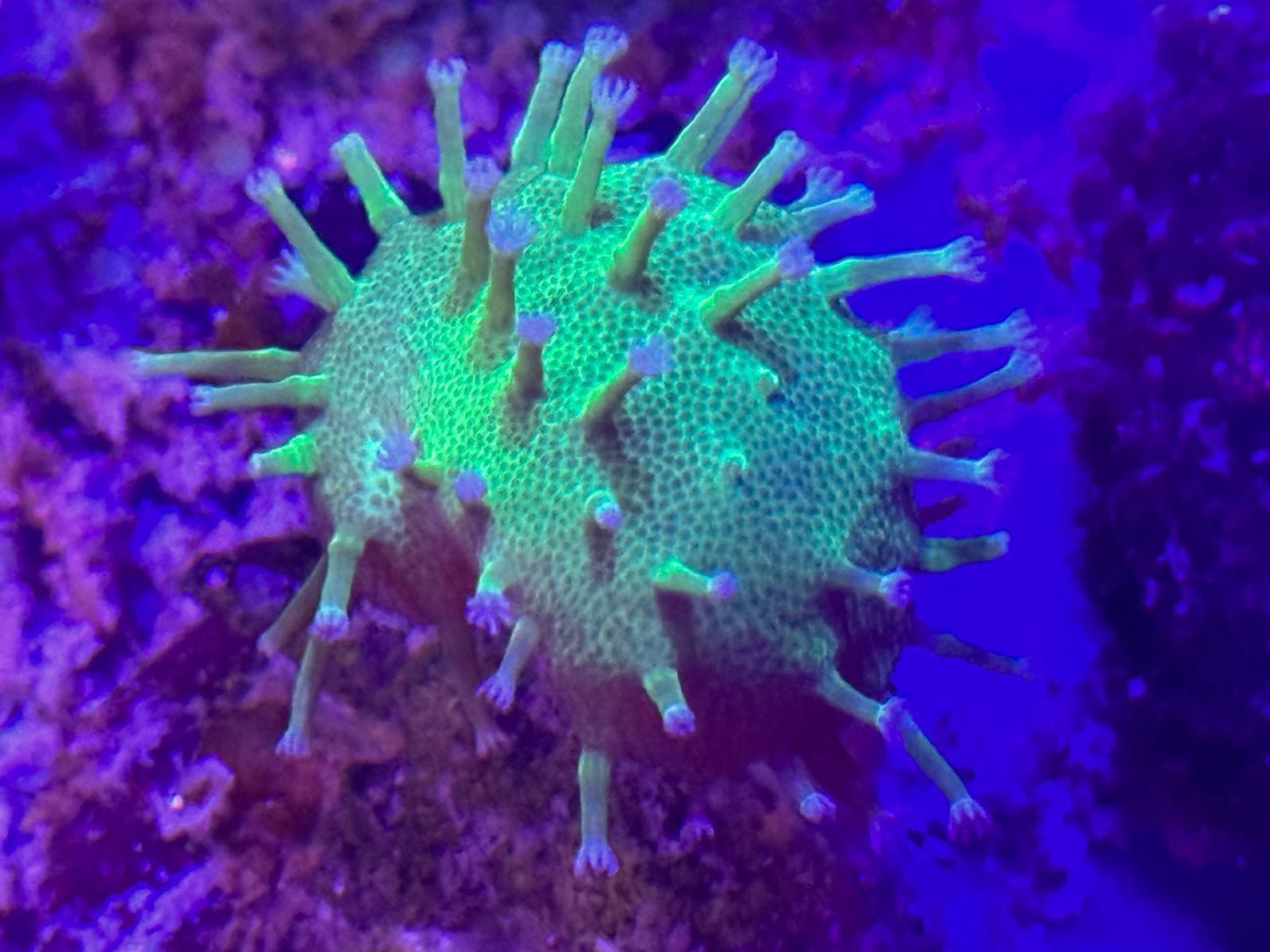 Akwarium morskie szczepienia sarcophyton fluo