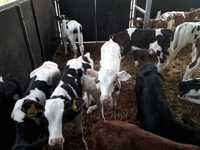 Jałówki Hf na krowę HF,RW, Jałówki mleczne, Cielęta cielaki z dowozem