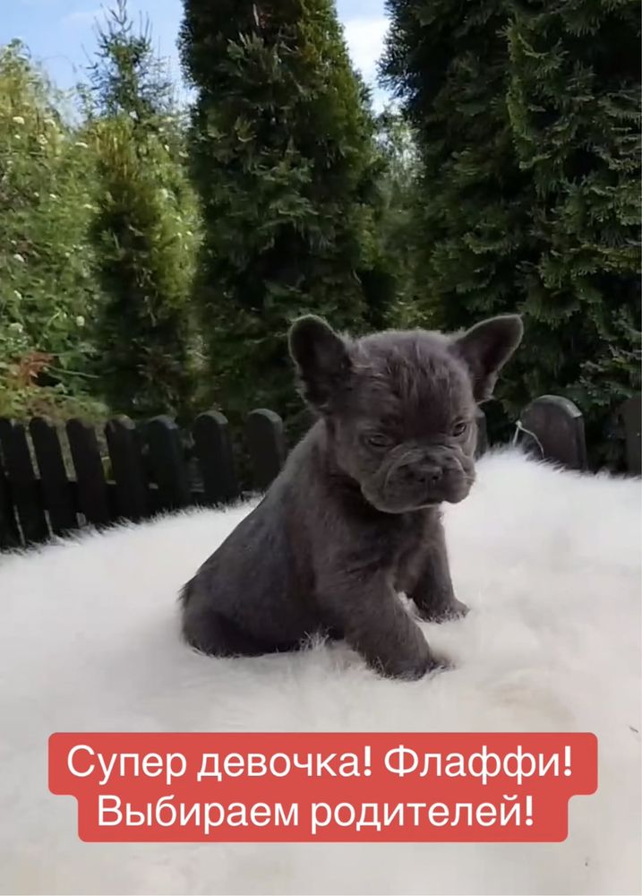 Флаффи! Пушистая голубая француженка 2 мес