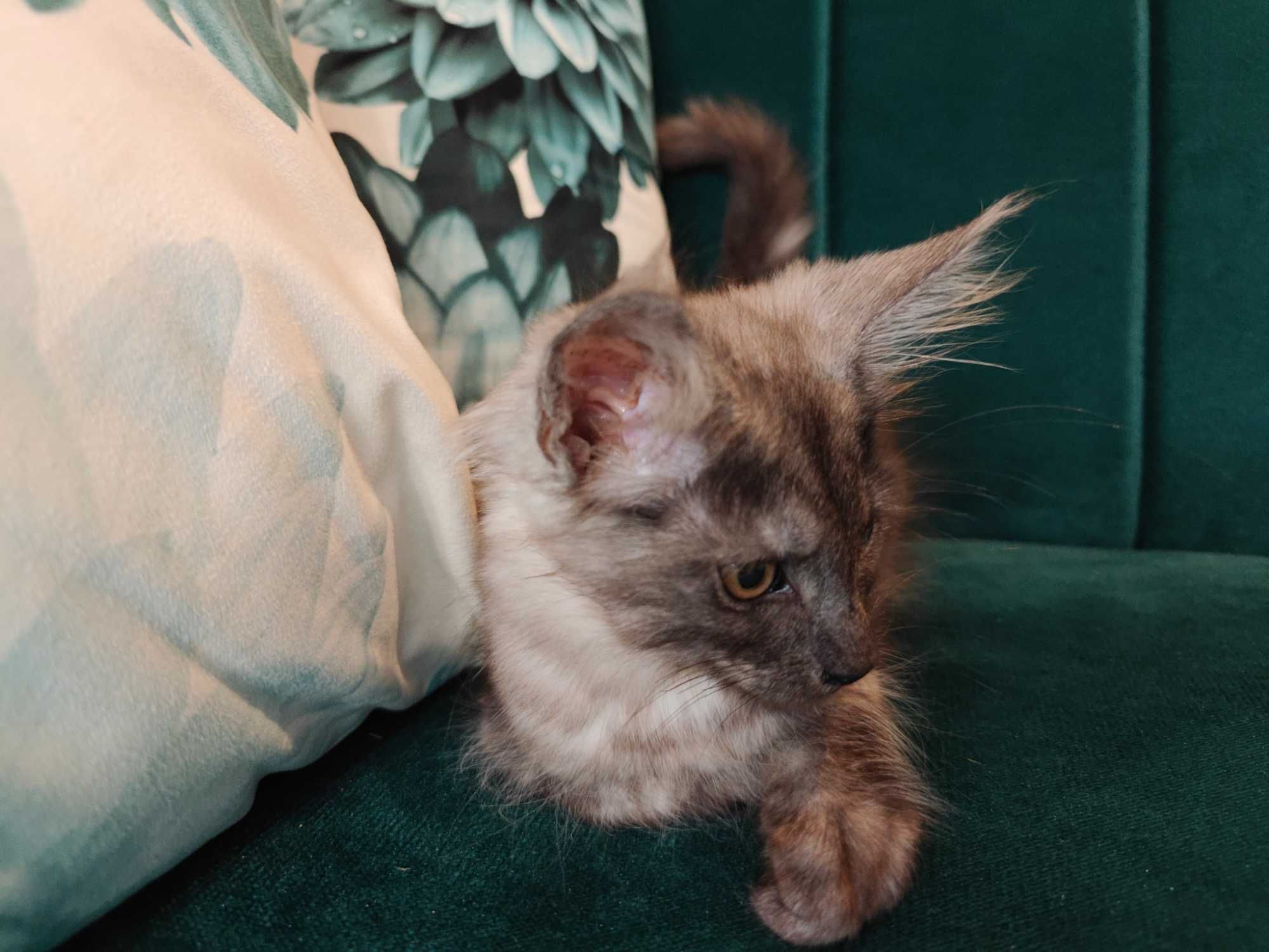 Kocięta Mco Maine coon fpl ccf niebieskie dymne srebrne