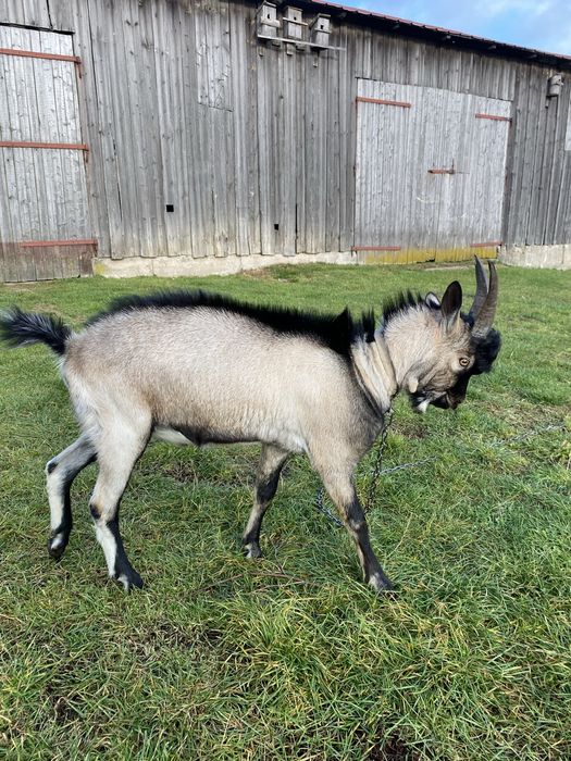 Koziołek /Koza sprzedam