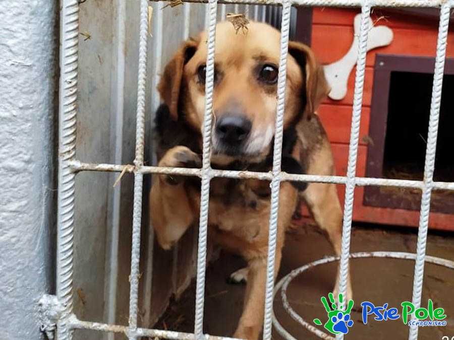 ŁAŃCUSZEK - Wesoły pogodny kundelek prosi o dobry dom, ADOPCJA